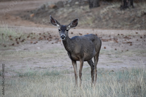 Deer Capitan Mountains New Mexico