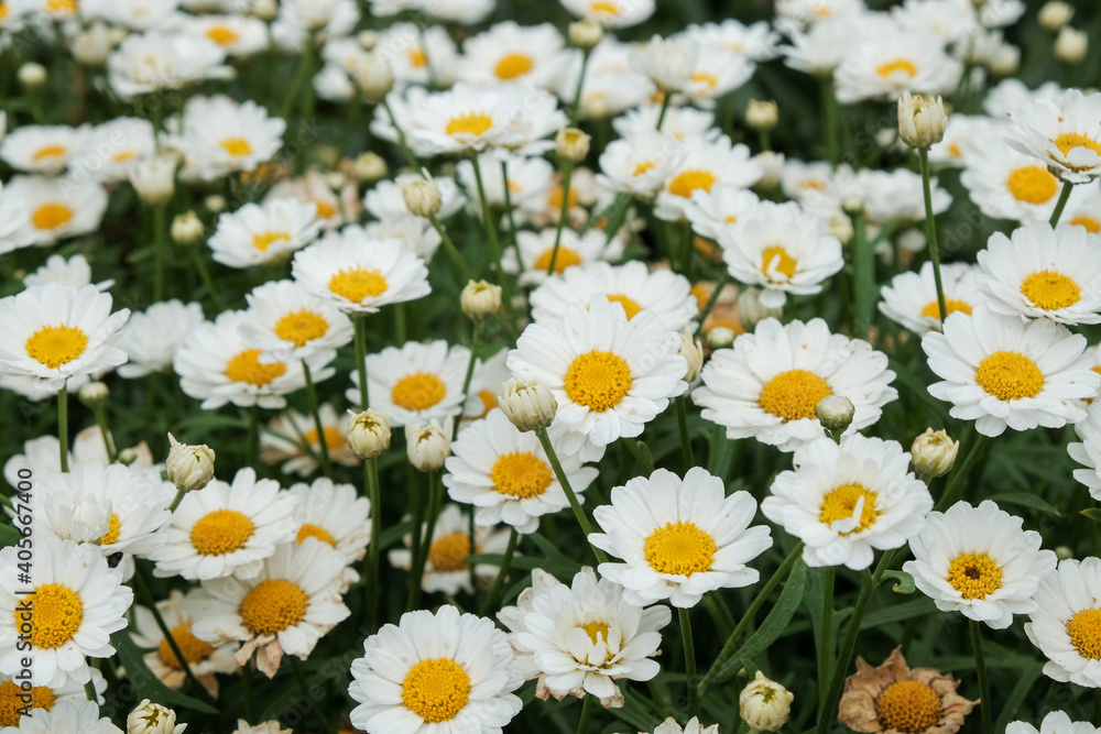 Selective focus of white camomiles on green field. top view
