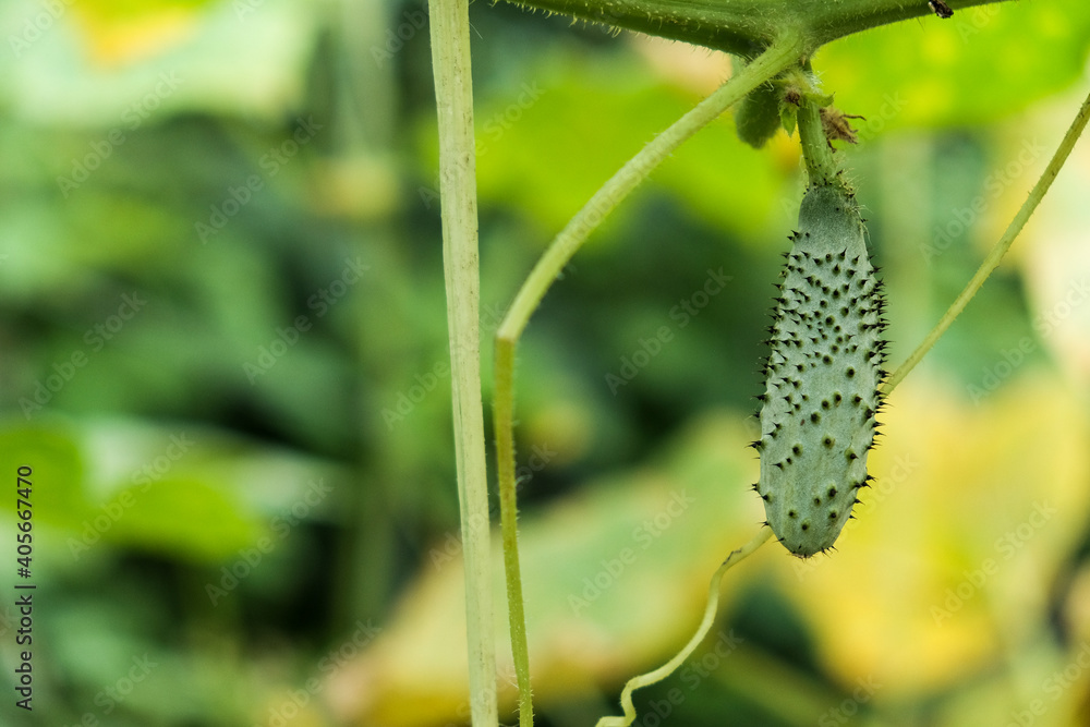 growing cucumbers in the garden. The growth and blooming of greenhouse cucumbers. Organic greenhouse full of cucumber plants growing cucumbers in the garden. The growth and blooming of greenhouse cucumbers. Organic greenhouse full of cucumber plants