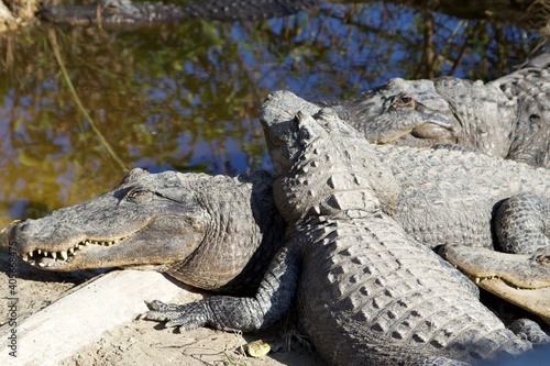 American Crocodiles playing  Everglades National Park  Florida  USA