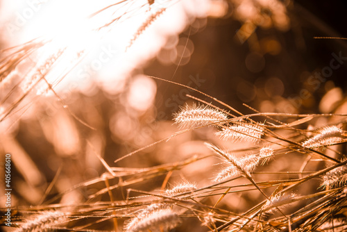 Flowers in the morning