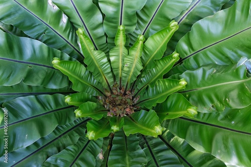 A top view of a bird's nest fern with large smooth green ripple leaves, native to South East Asia and Australia.