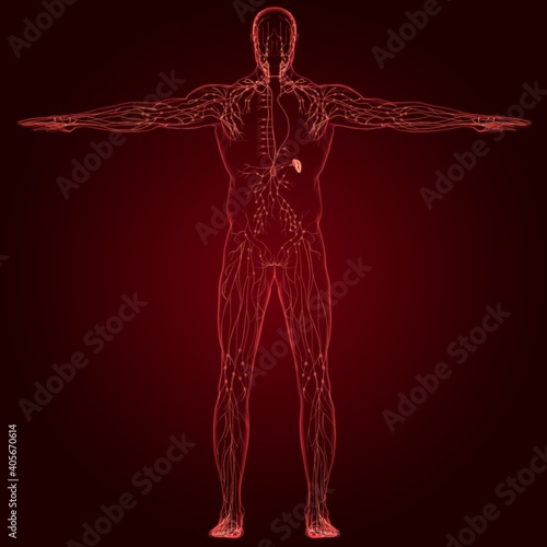 Human Lymph Nodes Anatomy For Medical Concept 3D Rendering