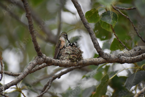 Hummingbird White Mountains New Mexico