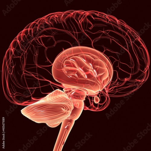 Human Brain inner parts Anatomy For Medical Concept 3D Rendering