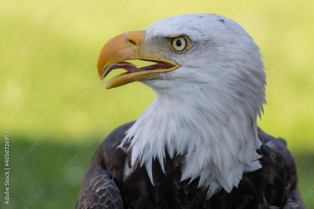 Fototapeta premium American Bald Eagle