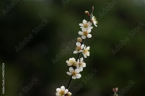 春を告げる白梅の花 © zikko2020