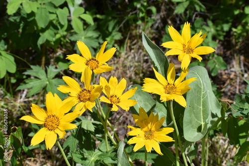 Arrow-leaf Balsamroot Montana