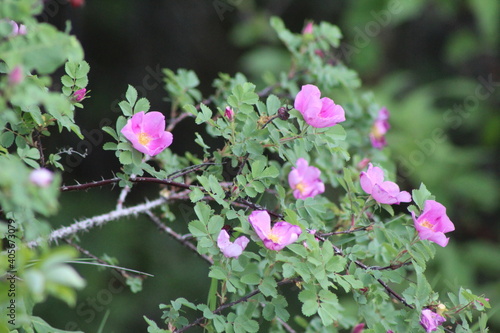 pink rose flowers