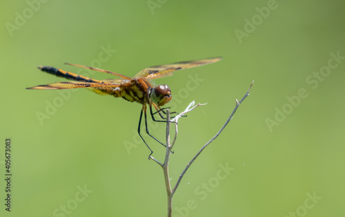 Dragonfly hanging on to a stem