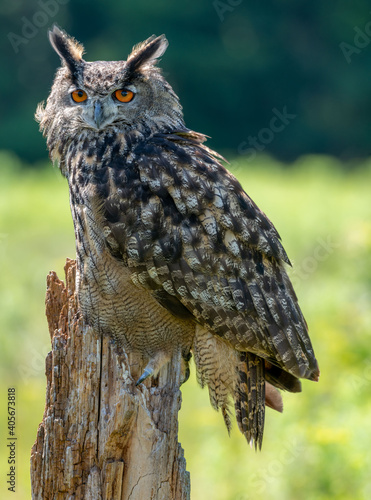 Great horned owl perched on a tree stump