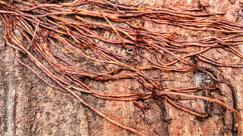 close up of banyan tree skin with trees texture