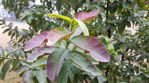 Close up detail of guava leaves, in the garden with blurred background 