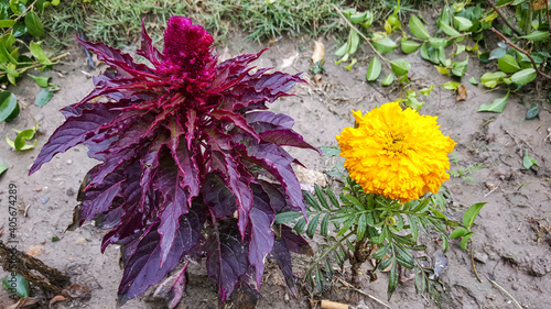 Cockscomb and marigold flower blooming in the garden    with a Selective focus  