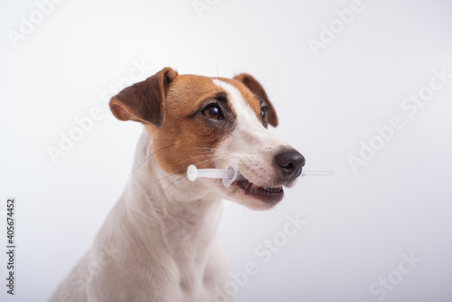 Little dog Jack Russell Terrier with a syringe in his mouth on a white background © Михаил Решетников