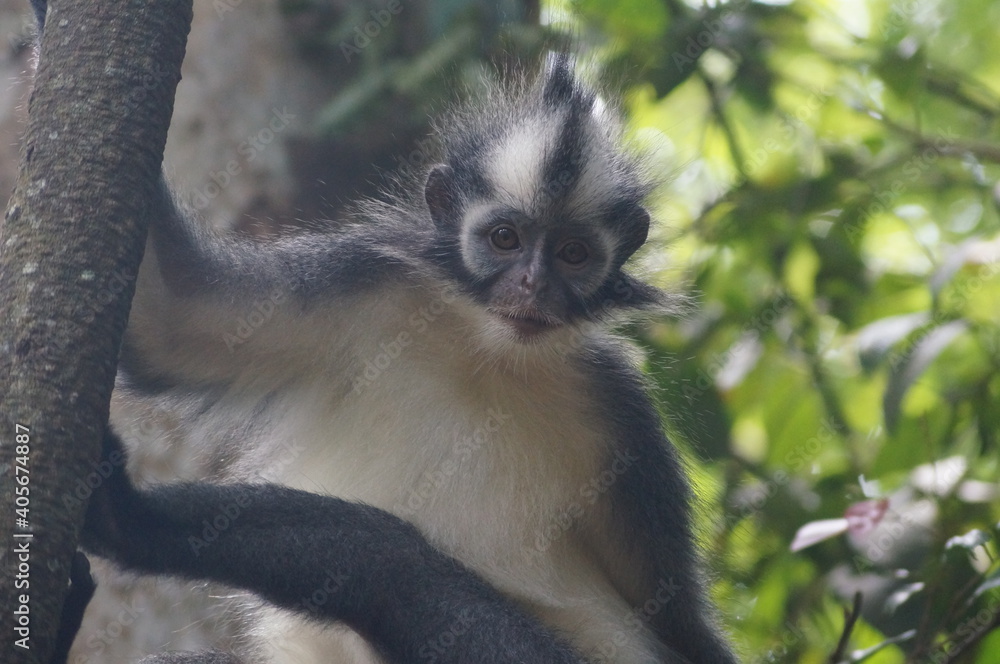 Fototapeta premium Monkey