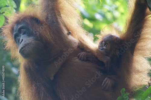 Orangutans
