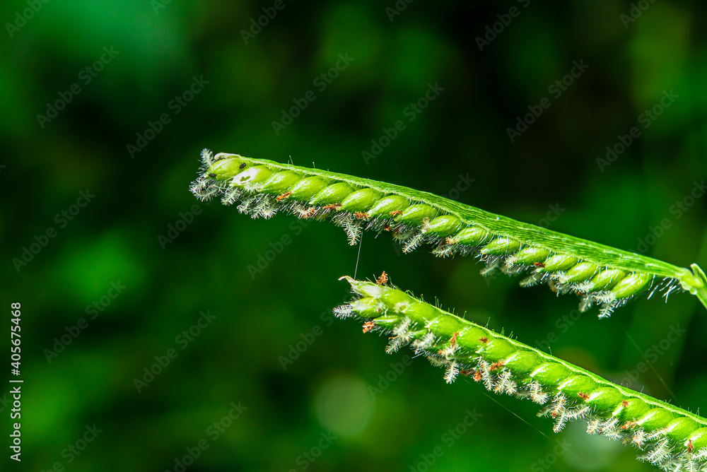 Some pollen that has already bloomed