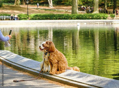 Photography Red poodle and white poodle posing for photo by the pool in Central Park, NYC, o