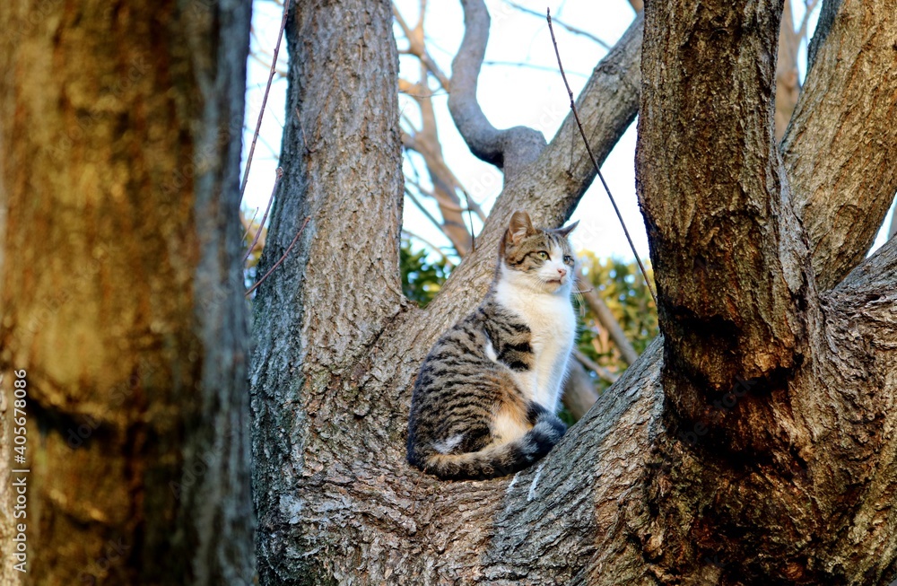 Obraz premium 木の上 横向きなねこ 冬の公園
