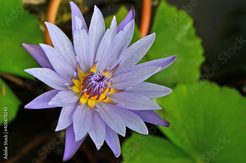 Top view of violet flower with blurry green leaf background