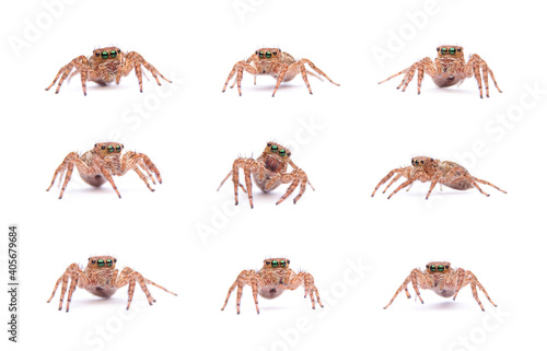 Set collection jumping spider isolated on white background.