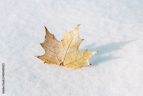 Maple Leaf in Fresh Snow III