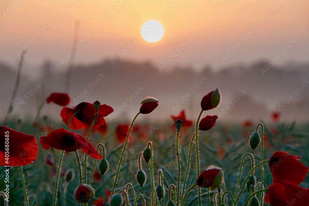 Close-up Of Red Flowering Plants On Field Against Sky During Sunset