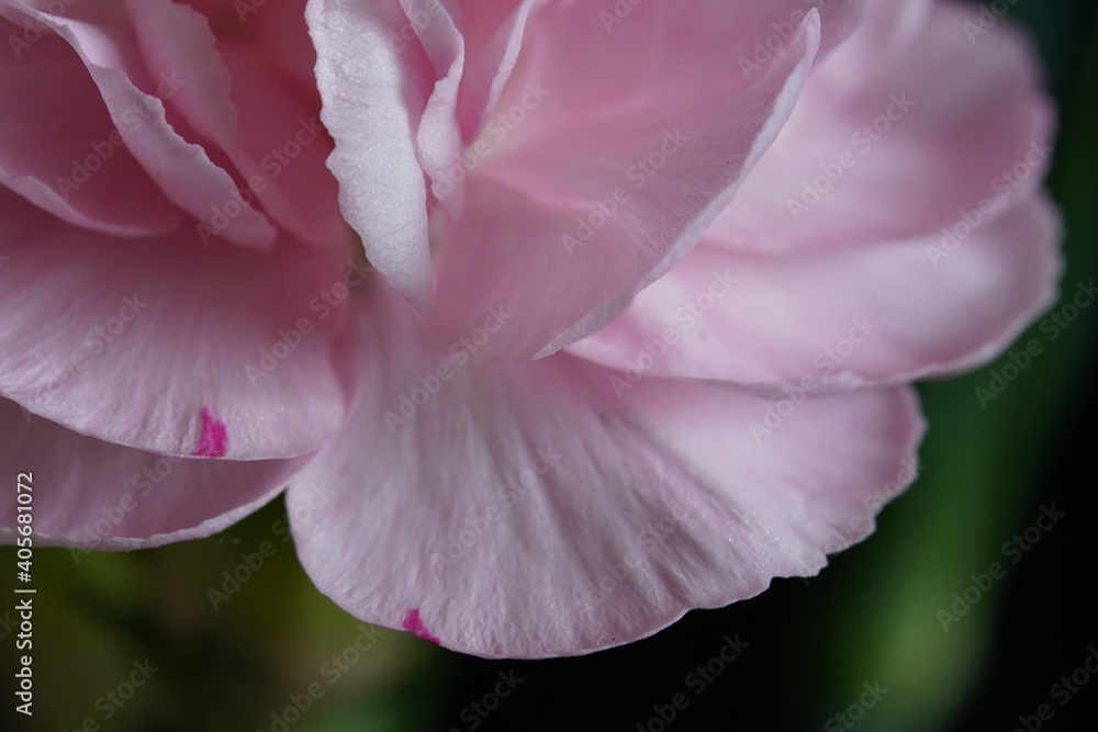 pink gerbera flower macro