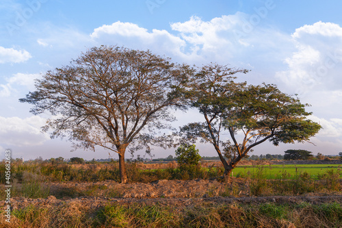 trees and blue sky in the field