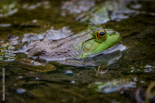 Closeup of a green frog sitting in shallow water