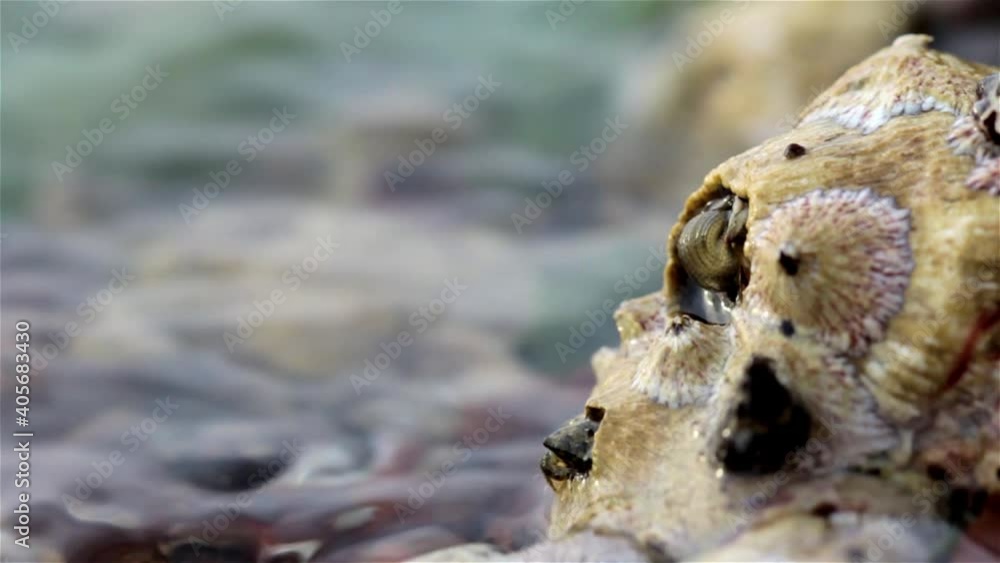 Barnacles feeding during low tide, Eilat, Israel, Close up Barnacles feeding during low tide, Eilat, Israel, Close up