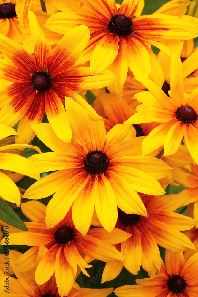 Rudbeckia in yellow tones create the big bright stain in a garden. Rudbeckia in yellow tones create the big bright stain in a garden.