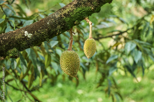 Young durian hanging on a branch