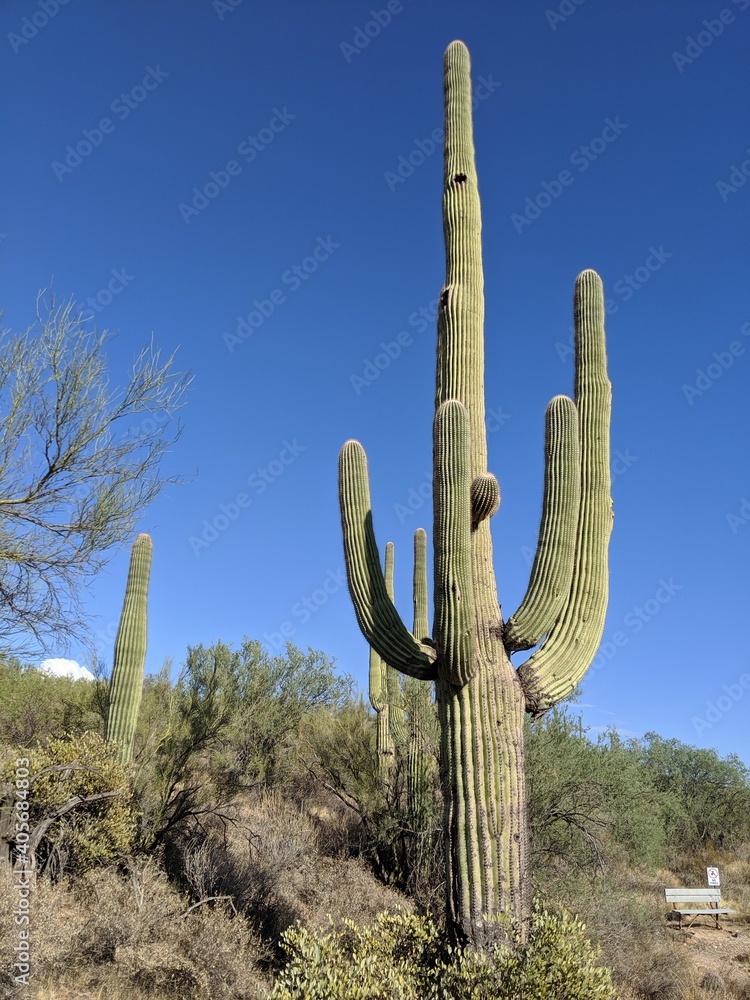 saguaro cactus Arizona