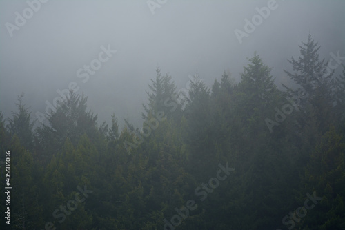 Pine tree forest horizon in the fog . © MikeFusaro