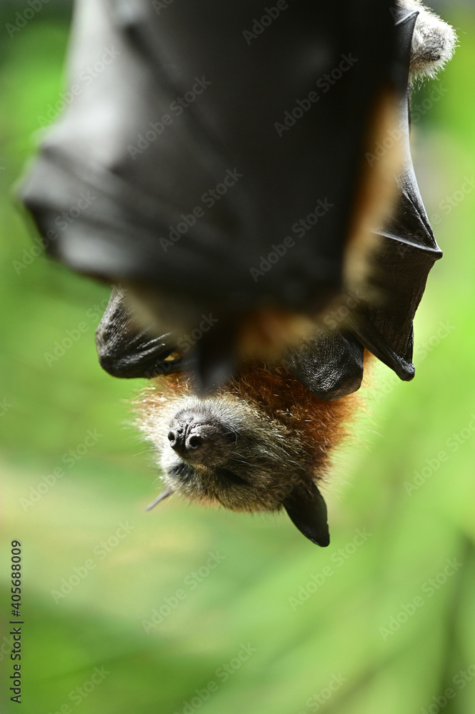 Fototapeta premium Black flying fox fruit bat