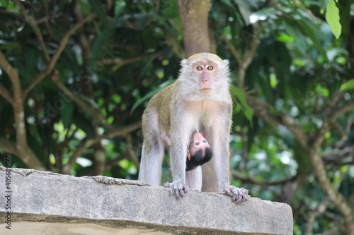 monkey on the tree © KHUNAU