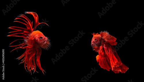 Two red beta fish colour red action fighting on black background.