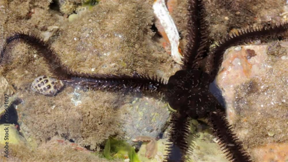 Brittle Star Moving around rocks during low tide, Eilat, Israel Close