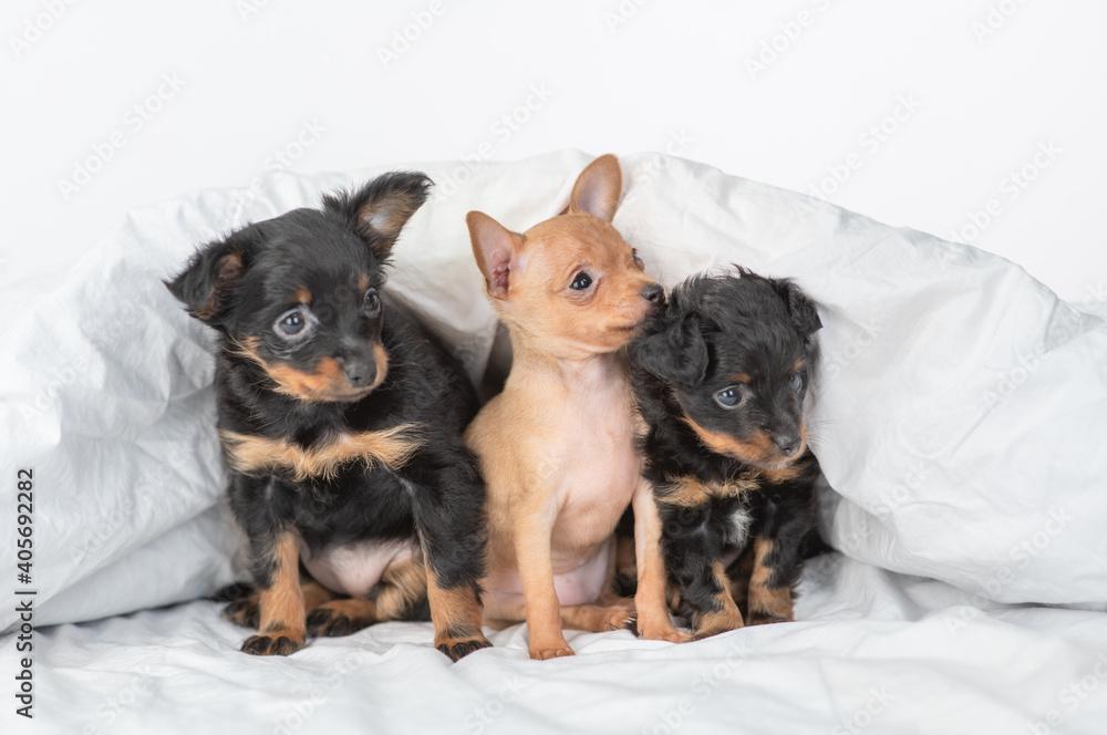 Group of a toy terrier puppies sit under a warm blanket on a bed at home Group of a toy terrier puppies sit under a warm blanket on a bed at home