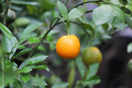 ripe orange on a tree ready to harvest