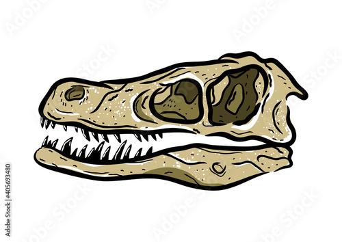 Dinosaur velociraptor skull