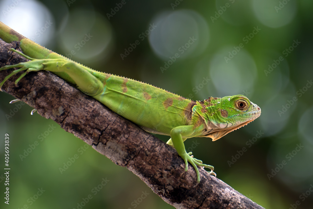 Fototapeta premium Close up of a green iguana on a tree branch