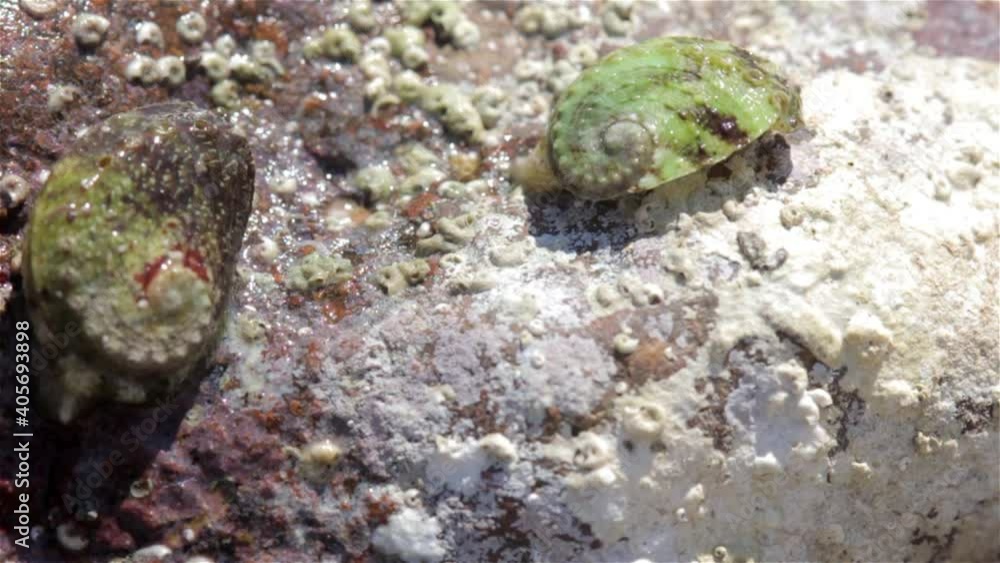 Two Mollusks moving on rock during low tide, Eilat, Israel
Close up shot of Two Mollusks moving on rock during low tide, Eilat, Israel
Two Mollusks moving on rock during low tide, Eilat, Israel
Close up shot of Two Mollusks moving on rock during low tide, Eilat, Israel