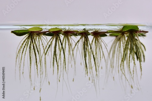 side view of small aquatic plants duckweed floating on water in glass tank