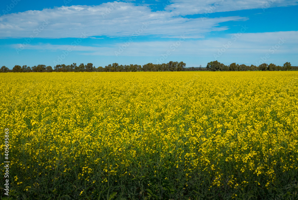 Yellow canola plants in spring