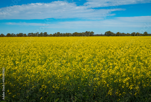 Yellow canola plants in spring © Chris Ison