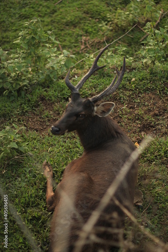 Fototapeta Naklejka Na Ścianę i Meble -  deer in the forest