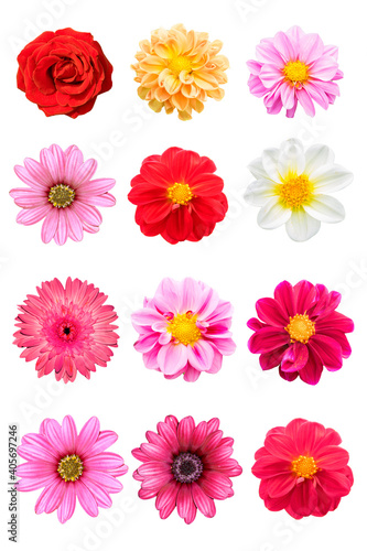 collection mix flower Colorful isolated on white background. © Saichol